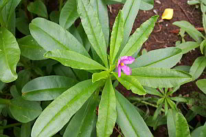 Ginseng alternative Antidepressiva