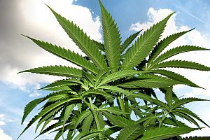 CBD Hanföl Cannabidiol